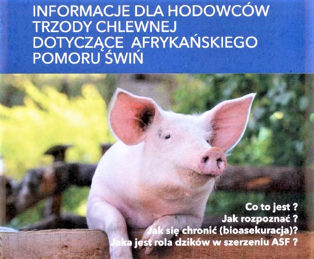 Afrykański Pomór Świń