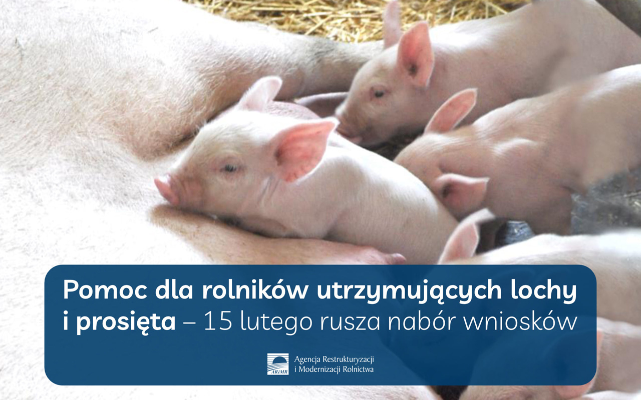 Pomoc dla rolników utrzymujących lochy i prosięta